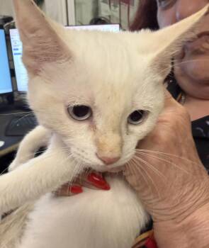 Sparkles(Patches K1) -  Domestic Short Hair Cat for Adoption in Pahrump, Nevada - Sparkles(Patches K1) | PetCurious
