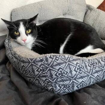 Domestic Short Hair Cats Available for Adoption - Monk Fruit | PetCurious