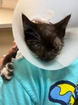 INDIGO -  Domestic Short Hair Cat for Adoption in Chillicothe, Ohio - INDIGO | PetCurious