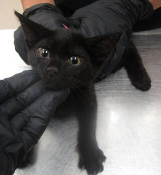 (606) -  Domestic Medium Hair Cat for Adoption in Marietta, Georgia - (606) | PetCurious