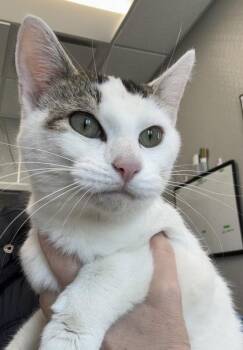 Domestic Short Hair Cats Available for Adoption in Lafayette, Indiana - Anastasia | PetCurious