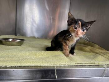 Natalia -  Domestic Short Hair Cat for Adoption in Murray, Kentucky - Natalia | PetCurious