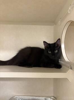 Ceviche -  Domestic Short Hair Cat for Adoption in Elmsford, New York - Ceviche | PetCurious
