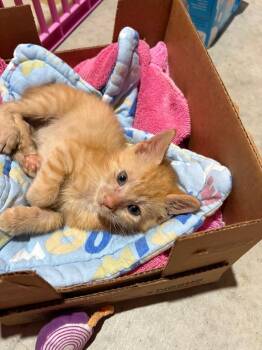 Turks -  Domestic Short Hair Cat for Adoption in Raleigh, North Carolina - Turks | PetCurious
