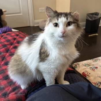 Phoebe -  Domestic Medium Hair Cat for Adoption in Chicago, Illinois - Phoebe | PetCurious