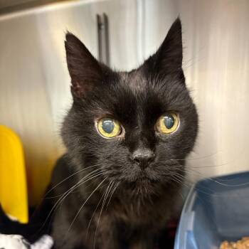 Princess Burnt McNugget III -  Domestic Short Hair Cat for Adoption in Manhattan, Kansas - Princess Burnt McNugget III | PetCurious