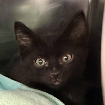 Opera -  Domestic Short Hair Cat for Adoption in Palm Springs, California - Opera | PetCurious