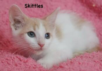 Skittles -  Turkish Van Cat for Adoption in St. Augustine, Florida - Skittles | PetCurious