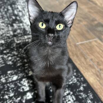 Rescue Domestic Short Hair Cats for Adoption in Warr Acres, Oklahoma - Macy | PetCurious