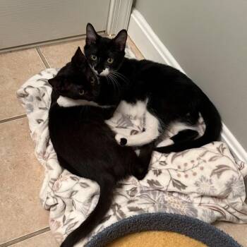 Rescue Domestic Short Hair Cats for Adoption in Fairfax, Virginia - Carter And Zorro | PetCurious