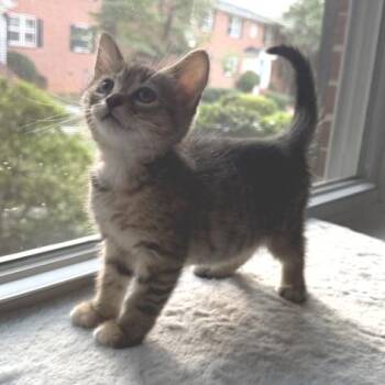 Bora -  Domestic Short Hair Cat for Adoption in Cumming, Georgia - Bora | PetCurious
