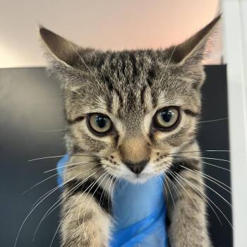 Scar -  Domestic Short Hair Cat for Adoption in Ruckersville, Virginia - Scar | PetCurious