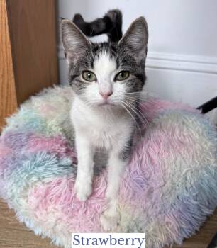 Rescue Domestic Short Hair Cats for Adoption in Berkeley Springs, West Virginia - Strawberry | PetCurious