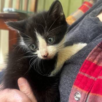 Tues day -  Domestic Short Hair Cat Available for Adoption in Santa Rosa Beach, Florida - Tues Day | PetCurious