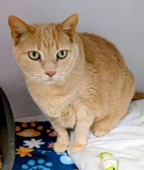 Roxy Girl -  Domestic Short Hair Cat Available for Adoption in Youngtown, Arizona - Roxy Girl | PetCurious