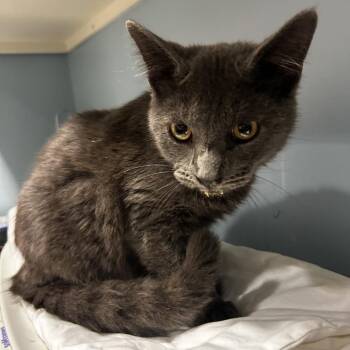 Goose -  Domestic Short Hair Cat for Adoption in Chattanooga, Tennessee - Goose | PetCurious
