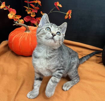 Rescue Tabby and Domestic Short Hair Cats for Adoption in Fayetteville, Georgia - Dale | PetCurious