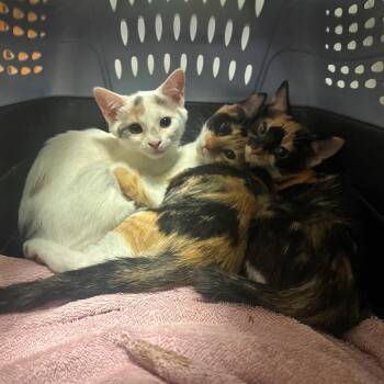 Rescue Dilute Calico and Domestic Short Hair Cats for Adoption in Harrisburg, Pennsylvania - Asher | PetCurious