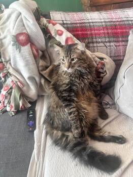 Mufasa -  Domestic Medium Hair Cat for Adoption in Millcreek, Utah - Mufasa | PetCurious