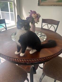 Farrah -  Domestic Medium Hair Cat Available for Adoption in New York, New York - Farrah | PetCurious