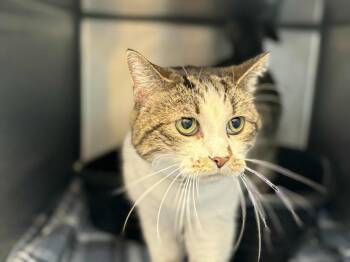 Domestic Short Hair Cats Available for Adoption in New Kensington, Pennsylvania - Salt | PetCurious