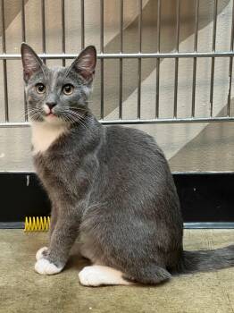 Mittens -  Russian Blue Cat for Adoption in Woodinville, Washington - Mittens | PetCurious
