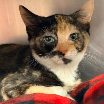 Stevani -  Domestic Short Hair Cat for Adoption in West Palm Beach, Florida - Stevani | PetCurious