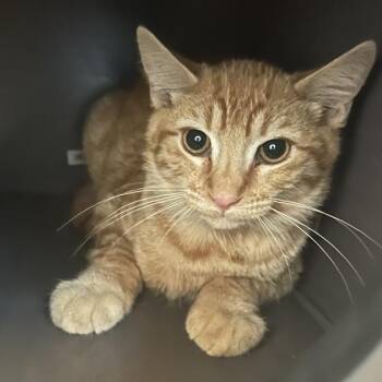 Marcelo -  Domestic Short Hair Cat for Adoption in Walnut Creek, California - Marcelo | PetCurious