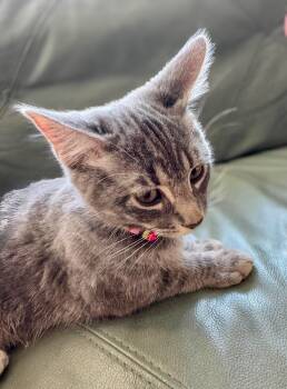 Rescue Domestic Short Hair Cats for Adoption in Calgary, Alberta - Agate | PetCurious