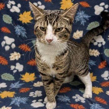 Cosmo -  Domestic Short Hair Cat for Adoption in Valdosta, Georgia - Cosmo | PetCurious