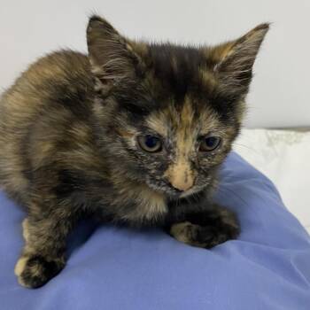 Snickerdoodle -  Domestic Short Hair Cat for Adoption in Franklin, North Carolina - Snickerdoodle | PetCurious
