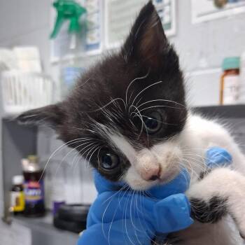 Buffalo @ Azalea Square PetSmart -  Domestic Short Hair Cat for Adoption in Summerville, South Carolina - Buffalo @ Azalea Square PetSmart | PetCurious