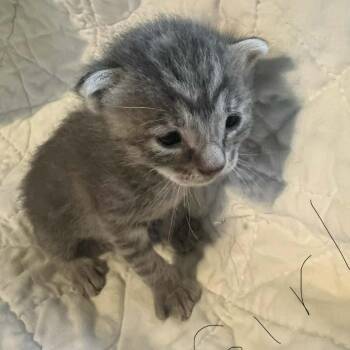 Bo Peep -  Domestic Short Hair Cat for Adoption in Harlingen, Texas - Bo Peep | PetCurious