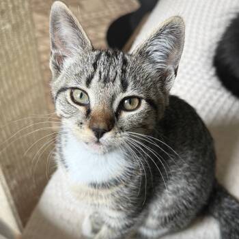 Inkling -  Domestic Short Hair Cat for Adoption in Richmond, Virginia - Inkling | PetCurious