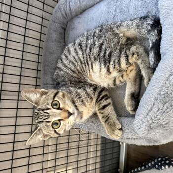 New Kid -  Domestic Short Hair Cat for Adoption in Oconto, Wisconsin - New Kid | PetCurious