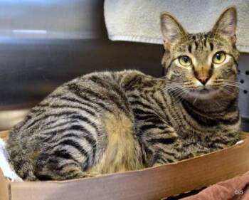 Maxamillion -  Domestic Short Hair Cat for Adoption in Kansas City, Missouri - Maxamillion | PetCurious