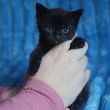 Goblin -  Domestic Short Hair Cat for Adoption in Franklin, Tennessee - Goblin | PetCurious