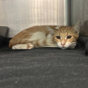 Marigold -  Domestic Short Hair Cat for Adoption in Lake Jackson, Texas - Marigold | PetCurious