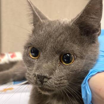 Griseldo -  Domestic Short Hair Cat for Adoption in Yuma, Arizona - Griseldo | PetCurious
