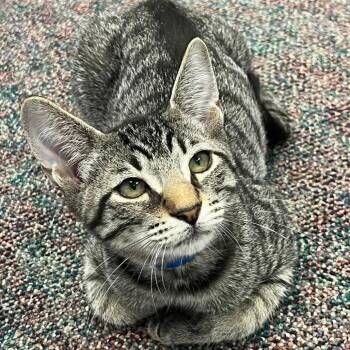 Simba -  Domestic Short Hair Cat for Adoption in Buffalo, New York - Simba | PetCurious