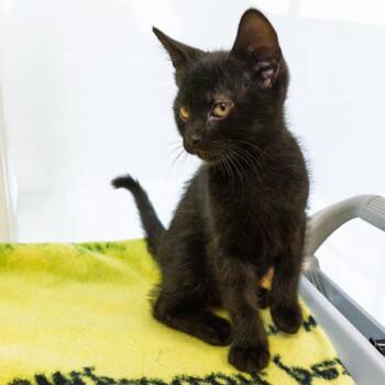 Jazzy -  Domestic Short Hair Cat for Adoption in South Elgin, Illinois - Jazzy | PetCurious