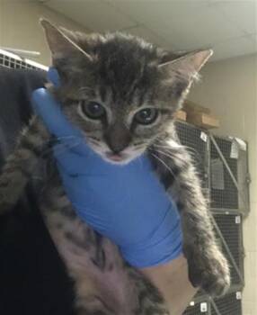A432009 -  Domestic Short Hair Cat for Adoption in Conroe, Texas - A432009 | PetCurious