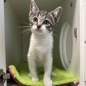 Snorkel -  Domestic Short Hair Cat for Adoption in Naperville, Illinois - Snorkel | PetCurious