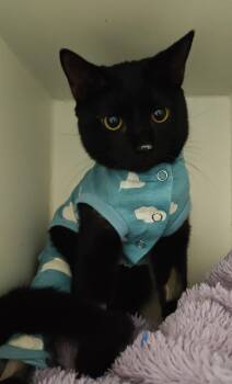 Domestic Short Hair Cats Available for Adoption - Zagadoth | PetCurious