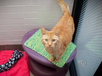 Domestic Short Hair Cats Available for Adoption - HARLEY | PetCurious