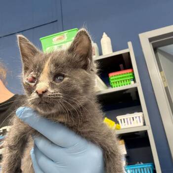 Domestic Medium Hair Cats Available for Adoption in Summerlee, West Virginia - Patch | PetCurious