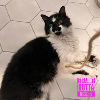 Asher -  Domestic Long Hair Cat for Adoption in Vancouver, British Columbia - Asher | PetCurious