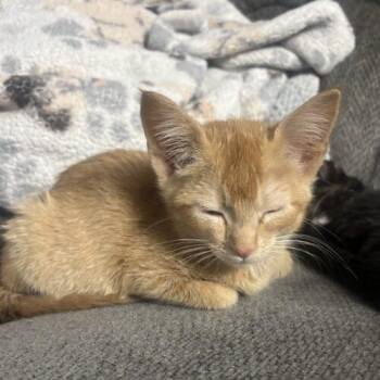 Ursel -  Domestic Short Hair Cat for Adoption in Kirksville, Missouri - Ursel | PetCurious