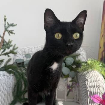 Cricket 56359 -  Domestic Short Hair Cat for Adoption in Eaton Rapids, Michigan - Cricket 56359 | PetCurious