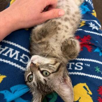 Sekhmet -  Domestic Short Hair Cat Available for Adoption in Kansas City, Missouri - Sekhmet | PetCurious